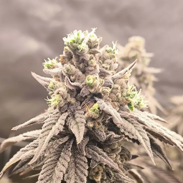 Hype Candy cultivar